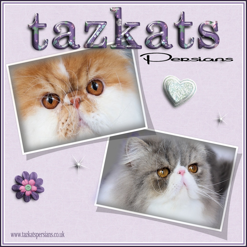 Welcome to Tazkats Persians