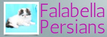 Falabella Persians