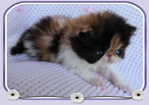 Tortie & White Female - Available